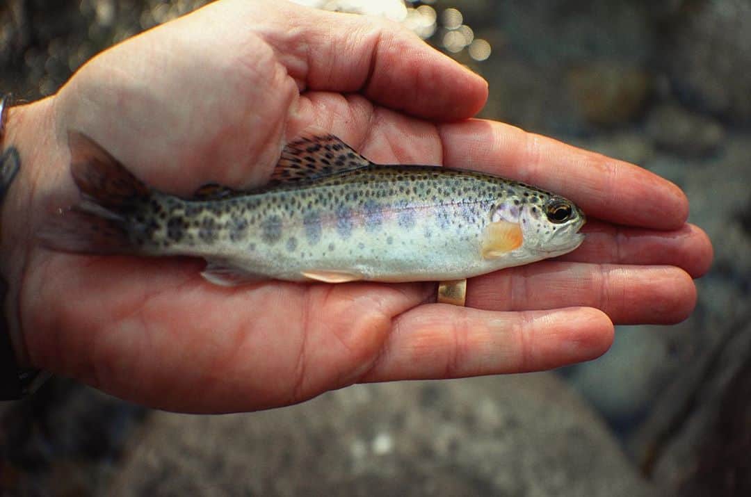 ジョシュ・スチュワートのインスタグラム：「my fish her fish  #unfailinggoods  #onelife  #fishitwell」