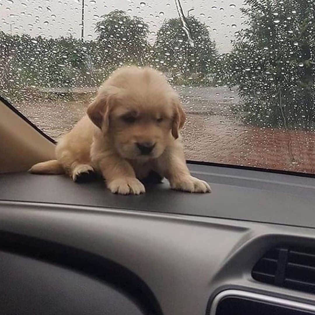 Style Fashion Luxuryのインスタグラム：「What a cutie 😍  Tag a puppy lover!」