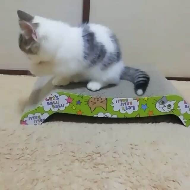 猫壱（ねこいち•ネコイチ）のインスタグラム