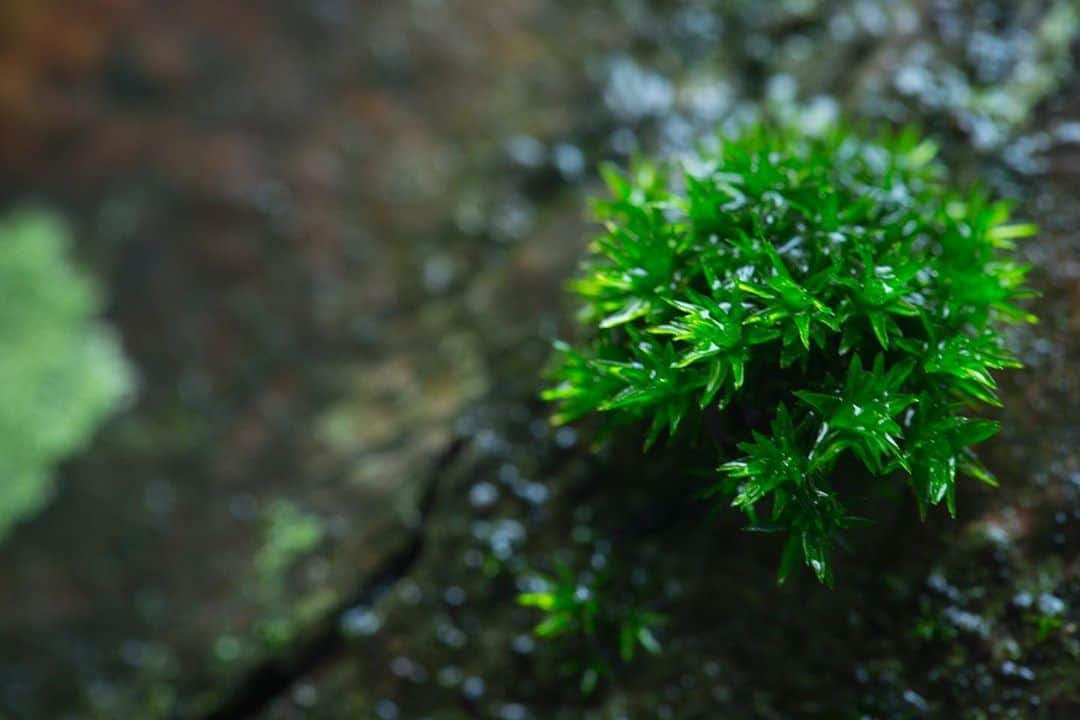 のインスタグラム：「雨の日こそ苔観察。 雨の日や雨が降った後は、まるでお花を咲かせたかのように輝きを放ちます✨ その姿はまるでダイヤモンドのよう… ルーペ越しのミクロの世界へどっぷりと入り込んできてください。覗くたびに違う世界が広がっています。  .  . #苔観察 #苔 #奥入瀬渓流 #十和田八幡平国立公園 #oirasekeiryu  #oirasestream  #星野リゾート奥入瀬渓流ホテル #hoshinoresorts #oirasekeiryuhotel  #青森県 #十和田市 #aomori #towada #japan #moss」