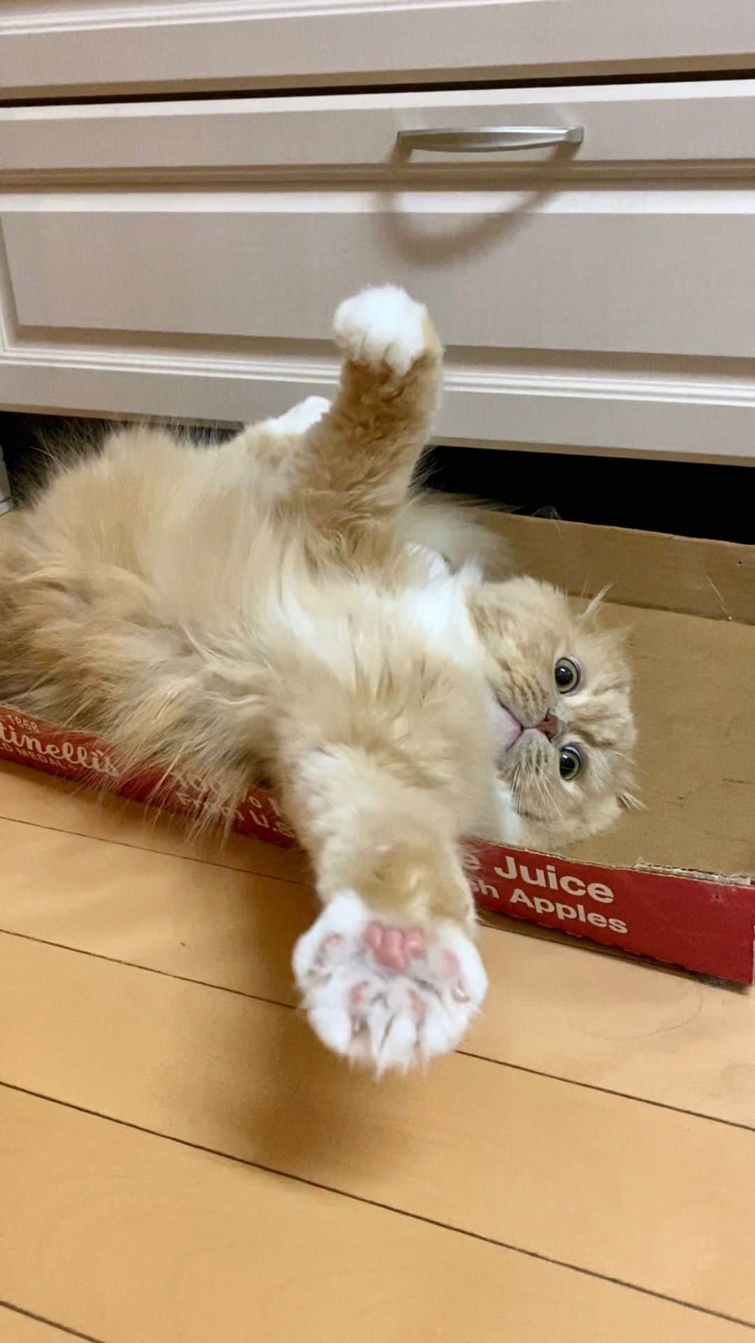 ベルのインスタグラム