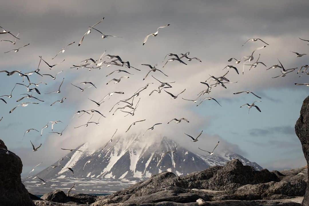 thephotosocietyさんのインスタグラム写真 - (thephotosocietyInstagram)「Photo by @nickcobbing // Kittiwakes at Gnålodden Svalbard  Svalbard must be a contender for the strangest place names. This picture was taken underneath a towering cliff called Gnålberget on a fjord called Hornsund. In Norwegian the word ‘gnål’ means ‘nagging’ and was used to name the cliffs after the constant sound of nesting colonies of black-legged kittiwakes and Brünnich’s guillemots. If you want to practice your Norwegian, the letter å is pronounced like an ‘aw’ as in ‘yawn’. This picture was selected recently for the American Photography 35 award and the accompanying book. You can see some inspiring work by the selected photographers (including some TPS members) at www.ai-ap.com  #arctic #wildlife #landscape #svalbard #mordor」10月11日 8時28分 - thephotosociety