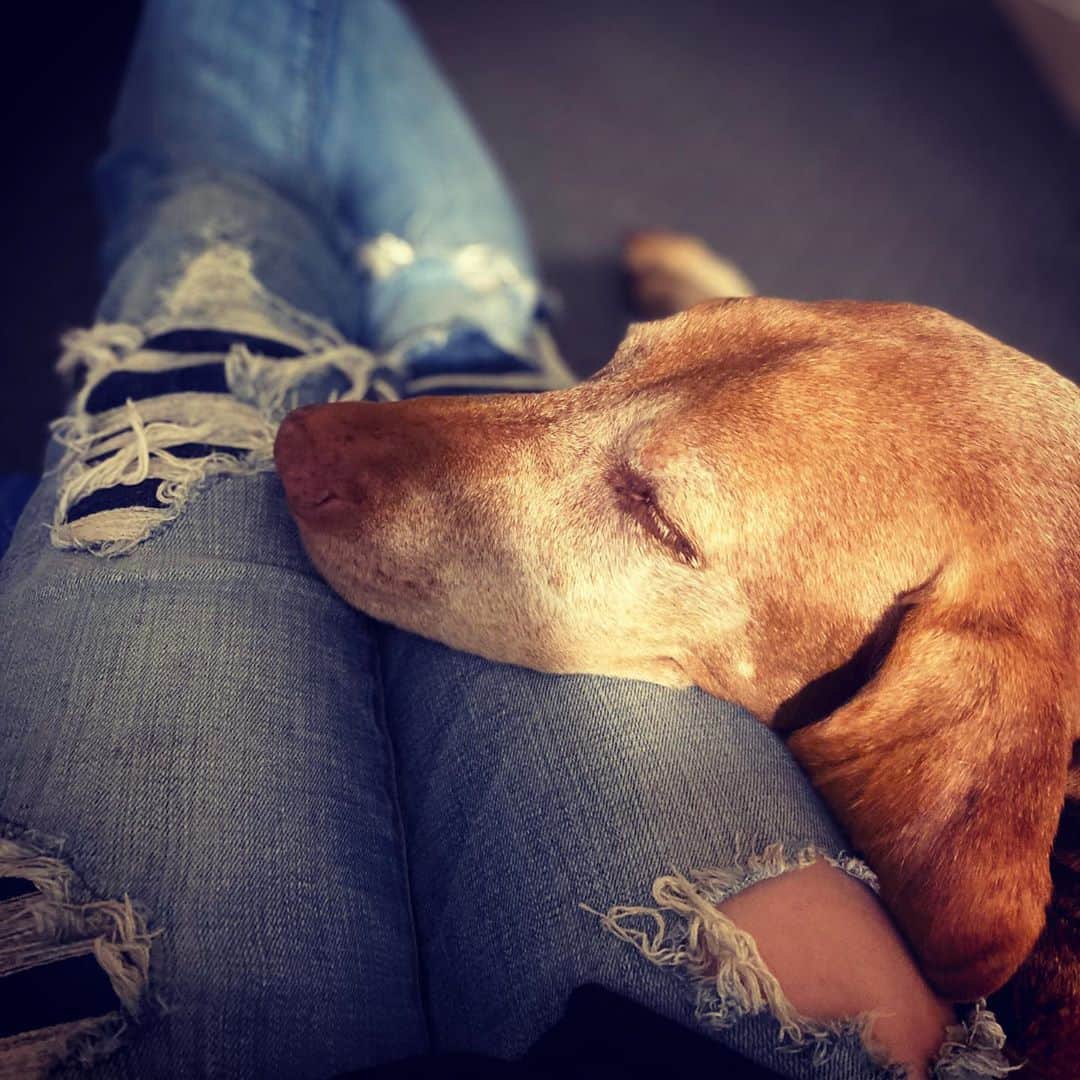 ナターシャ・ピュリッチのインスタグラム：「There’s no love that compares to puppy love 🥰💜 #vislasofinstagram #dogsmakelifebetter #thesweetestgirl」