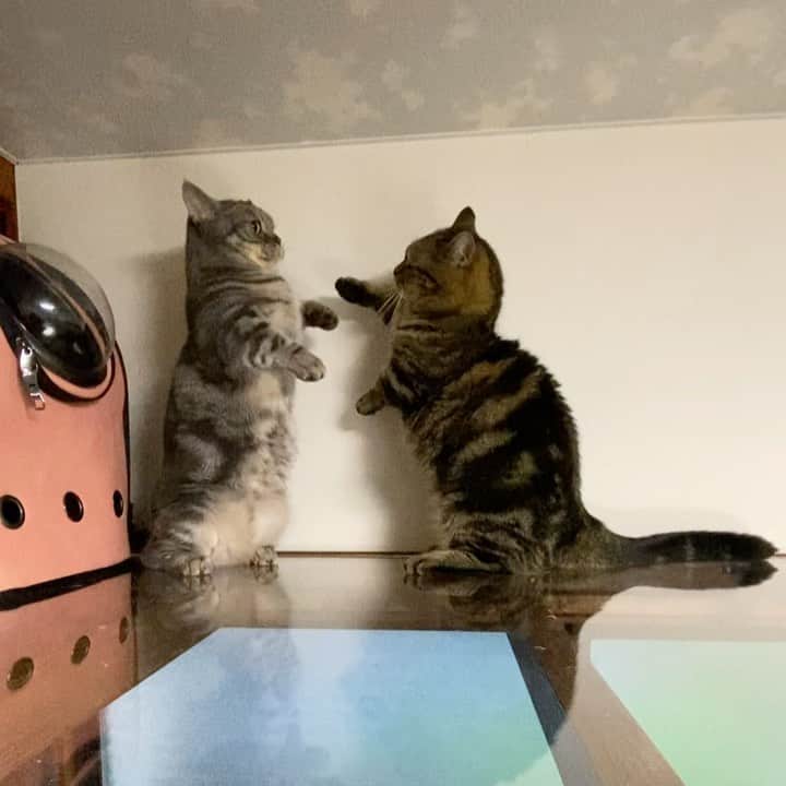 はるにゃん&ゆきにゃん＋１のインスタグラム