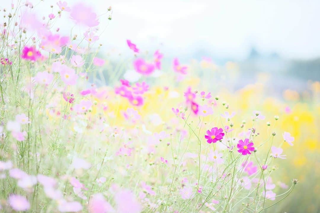 kiccyomuのインスタグラム：「☁️ 2020.10.11 Sun #高鼻展望花の丘 #コスモス 🌸 いっぱい咲いてた たくさんだと、嬉しいネ😊 #心に花を  台風は関東それて晴れるかな？ 今日も元気に…良い週末を🤗  location #群馬 📷撮影 2020年10月03日」