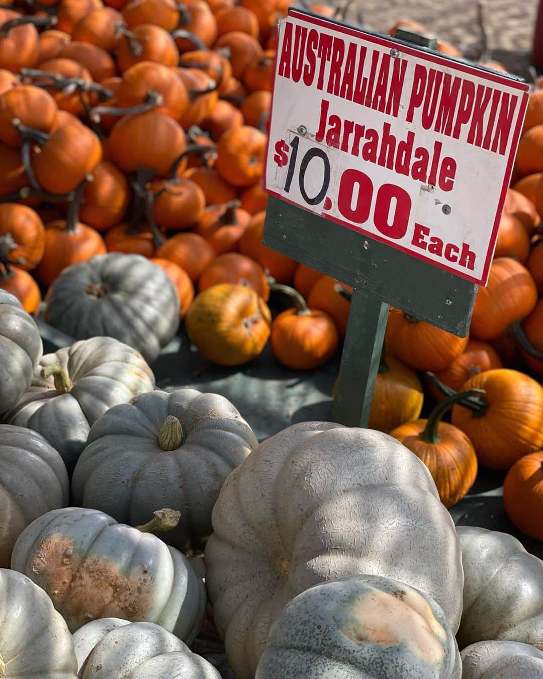 エミリー・シアーズさんのインスタグラム写真 - (エミリー・シアーズInstagram)「Today was a gourd day 🥧 . Swipe if you happen to appreciate obsessively copious amounts of pumpkin aesthetic pics.  . #fall #fallaesthetic #pumpkin #fallinspo #aesthetic」10月11日 9時33分 - emilysears