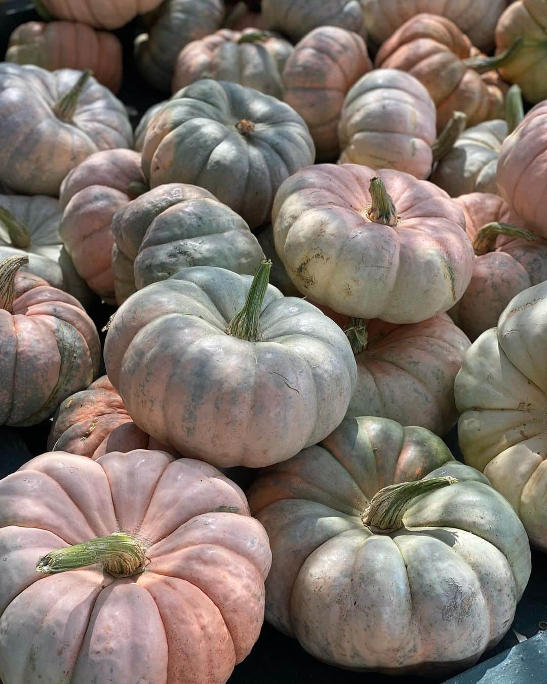 エミリー・シアーズさんのインスタグラム写真 - (エミリー・シアーズInstagram)「Today was a gourd day 🥧 . Swipe if you happen to appreciate obsessively copious amounts of pumpkin aesthetic pics.  . #fall #fallaesthetic #pumpkin #fallinspo #aesthetic」10月11日 9時33分 - emilysears