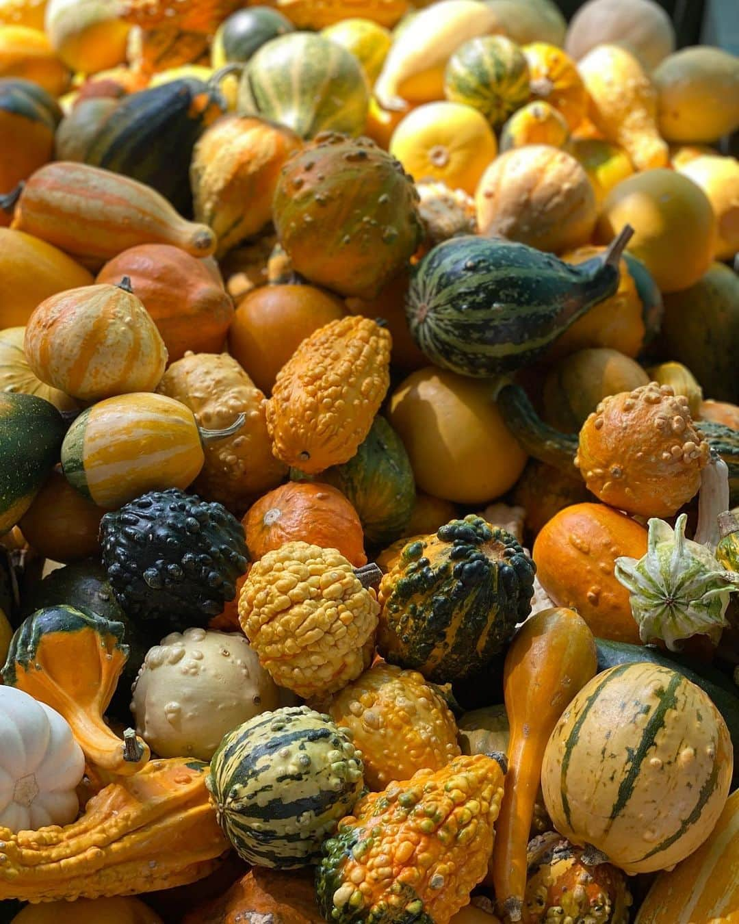 エミリー・シアーズさんのインスタグラム写真 - (エミリー・シアーズInstagram)「Today was a gourd day 🥧 . Swipe if you happen to appreciate obsessively copious amounts of pumpkin aesthetic pics.  . #fall #fallaesthetic #pumpkin #fallinspo #aesthetic」10月11日 9時33分 - emilysears