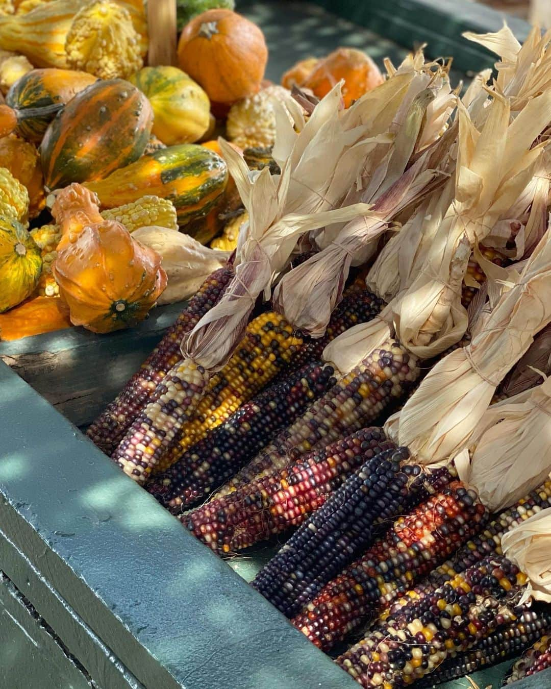 エミリー・シアーズさんのインスタグラム写真 - (エミリー・シアーズInstagram)「Today was a gourd day 🥧 . Swipe if you happen to appreciate obsessively copious amounts of pumpkin aesthetic pics.  . #fall #fallaesthetic #pumpkin #fallinspo #aesthetic」10月11日 9時33分 - emilysears