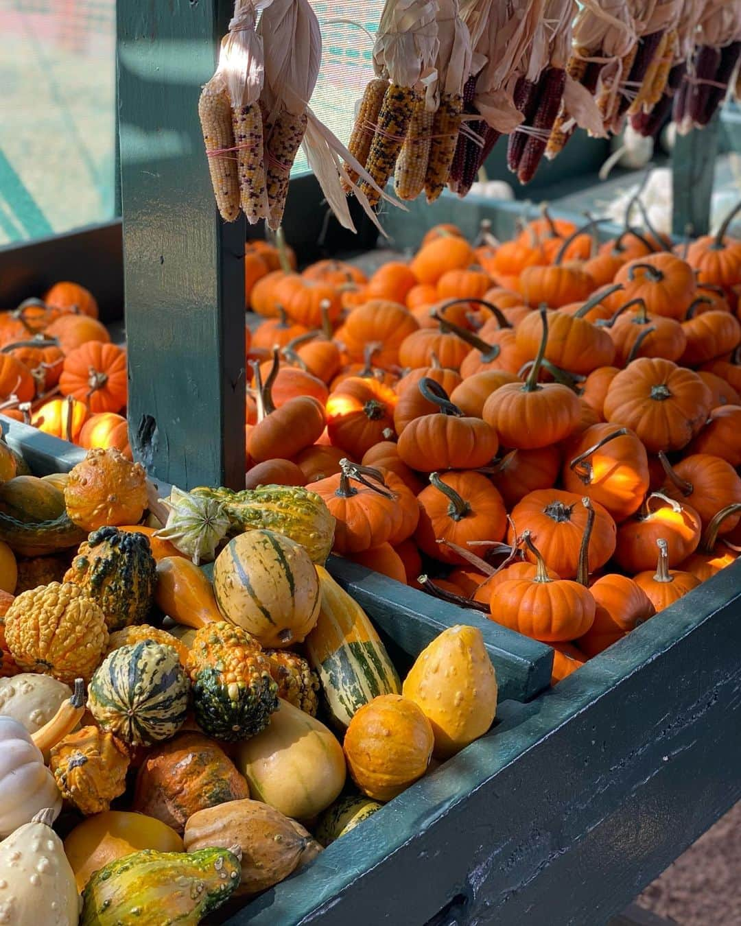 エミリー・シアーズさんのインスタグラム写真 - (エミリー・シアーズInstagram)「Today was a gourd day 🥧 . Swipe if you happen to appreciate obsessively copious amounts of pumpkin aesthetic pics.  . #fall #fallaesthetic #pumpkin #fallinspo #aesthetic」10月11日 9時33分 - emilysears