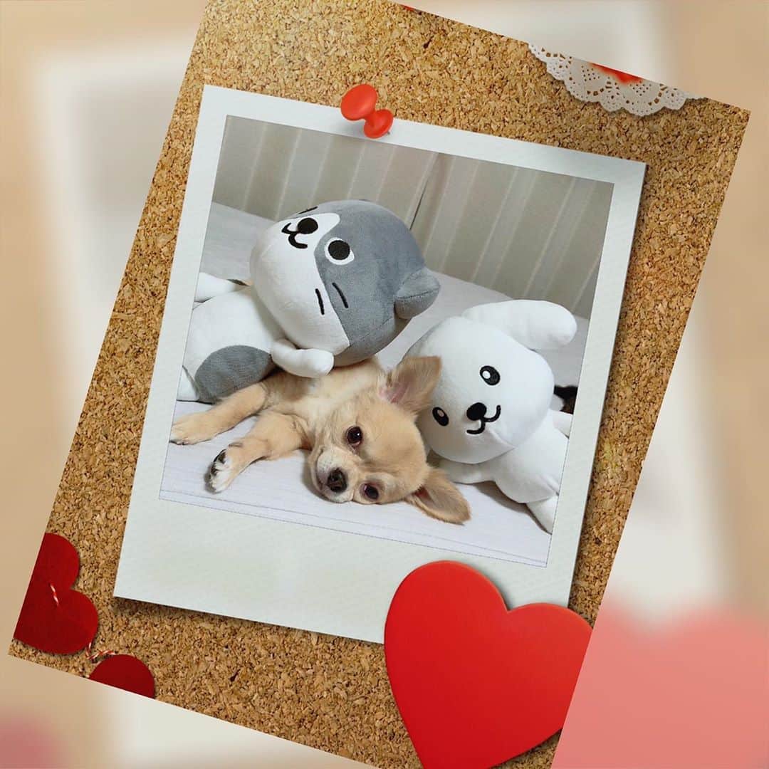 ダスキン ダス犬【公式】のインスタグラム：「【ダス犬のおともだち紹介】 ロングコートチワワのラッキーくん♪ 最初はとっても緊張していたけれど、こんなにも仲良くなりました〜！  @asupondesuyo」