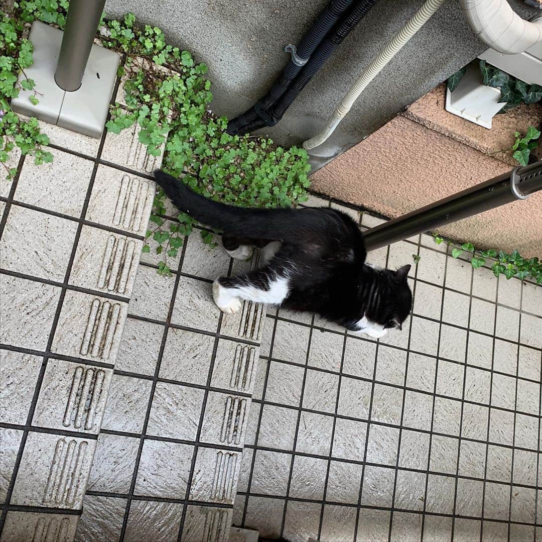 Kachimo Yoshimatsuさんのインスタグラム写真 - (Kachimo YoshimatsuInstagram)「おはようイカスミ Good Morning Ikasumi 民宿吉松、ご利用ありがとうございます。 #うちの猫ら #ikasumi #民宿吉松 #猫 #ねこ #cat #ネコ #catstagram #ネコ部 http://kachimo.exblog.jp」10月11日 9時43分 - kachimo