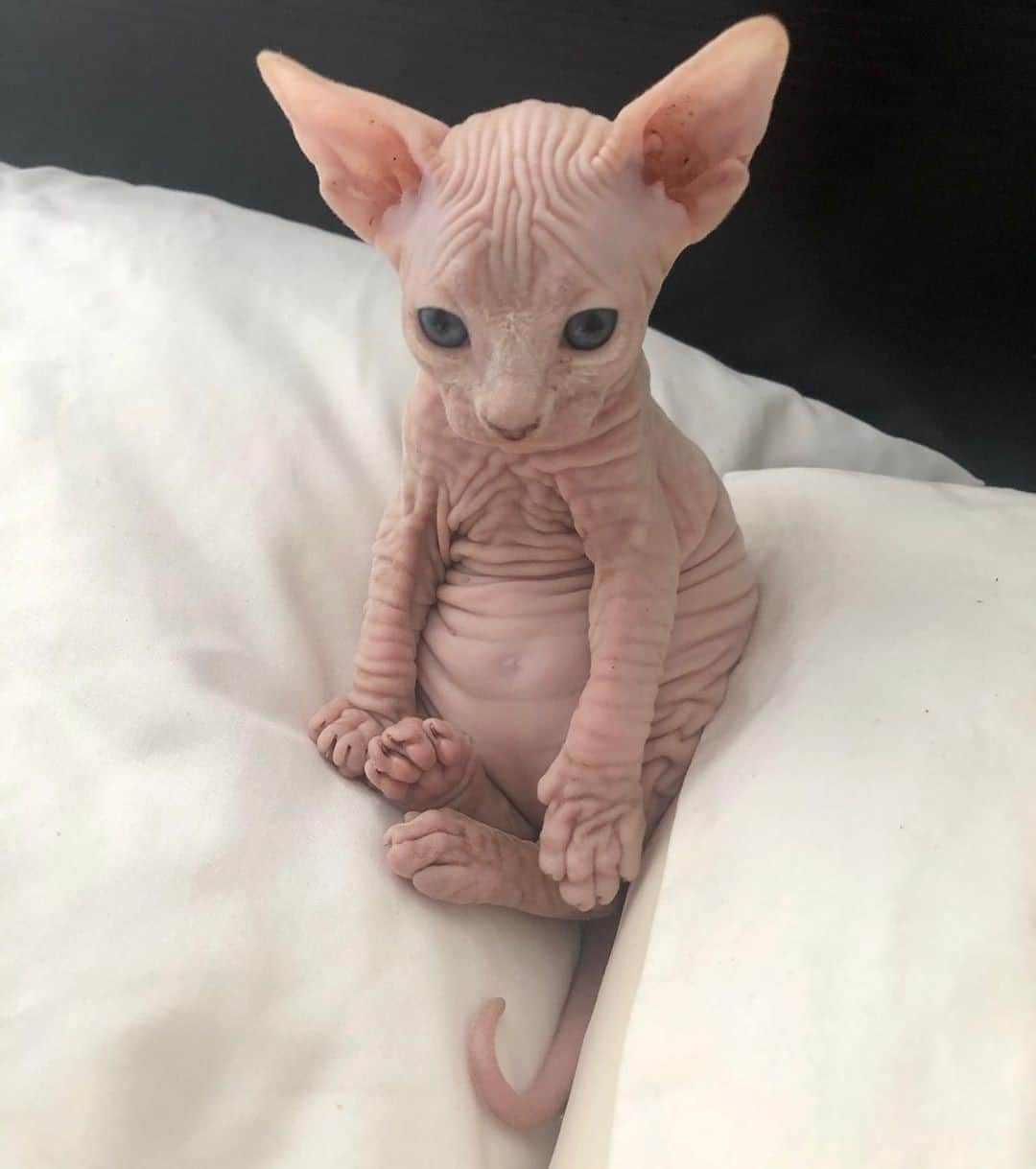 Aww Clubさんのインスタグラム写真 - (Aww ClubInstagram)「Baby yoda vibes⠀ ⠀ 📷@missevalasman⠀ ⠀ #meowed #missevalasman #sphynx #kitten #sphynxcat」10月11日 10時00分 - meowed