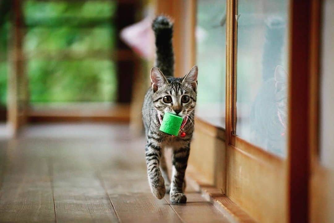 NEKOくらぶさんのインスタグラム写真 - (NEKOくらぶInstagram)「お気に入りの玩具を持って「遊んで！」とやって来ます😊⠀ @minyan_rail_cat さんの作品ですにゃ（＝ΦωΦ＝）⠀ *⠀ いいね！＆コメント大歓迎！！⠀ *⠀ #nekoclub #NEKOくらぶ #Japan #Photo #写真 #日本 #cat #ネコ #ねこ #猫 ⠀ Follow: @nekoclub_jpn⠀ *⠀ ▼【廣済堂出版共同企画】NEKOくらぶの皆さまとつくる「NEKOくらぶ写真集」、発売中♪（＝ΦωΦ＝）⠀ ※詳細は本アカウント「 @nekoclub_jpn 」のプロフィールに固定しているハイライトから⠀ *⠀ ※皆様、政府、自治体など公的機関の指示に従った行動をお願いします。⠀ 東京カメラ部および分室では、写真を「見る楽しみ」を提供することを通して、微力ながら皆様にわずかな時間でも癒しをお届けしたいと思っております。⠀ ※本アカウントは東京カメラ部がFacebook、Instagramのサービスを利用して運営しているもので、Facebook社・Instagramとは一切関係ありません。」10月11日 10時00分 - nekoclub_jpn
