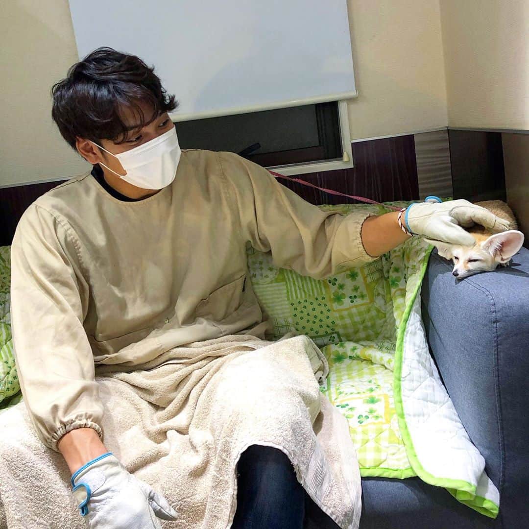 中村克のインスタグラム：「ずっと会いたかったフェネック🦊🤝  ただ、やっぱり警戒心が強くてなかなか心を許してもらえませんでした😢😢  いつか飼いたいなぁ、、、  #フェネックギツネ   抱っこの仕方が分からなくて捕獲感…笑 触ろうとするとすぐ逃げる、、、またいつかリベンジ、、、ごめんよ笑」