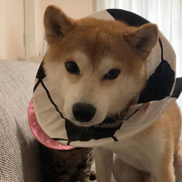 ゆうとろ（柴犬ゆうと猫のとろ）のインスタグラム