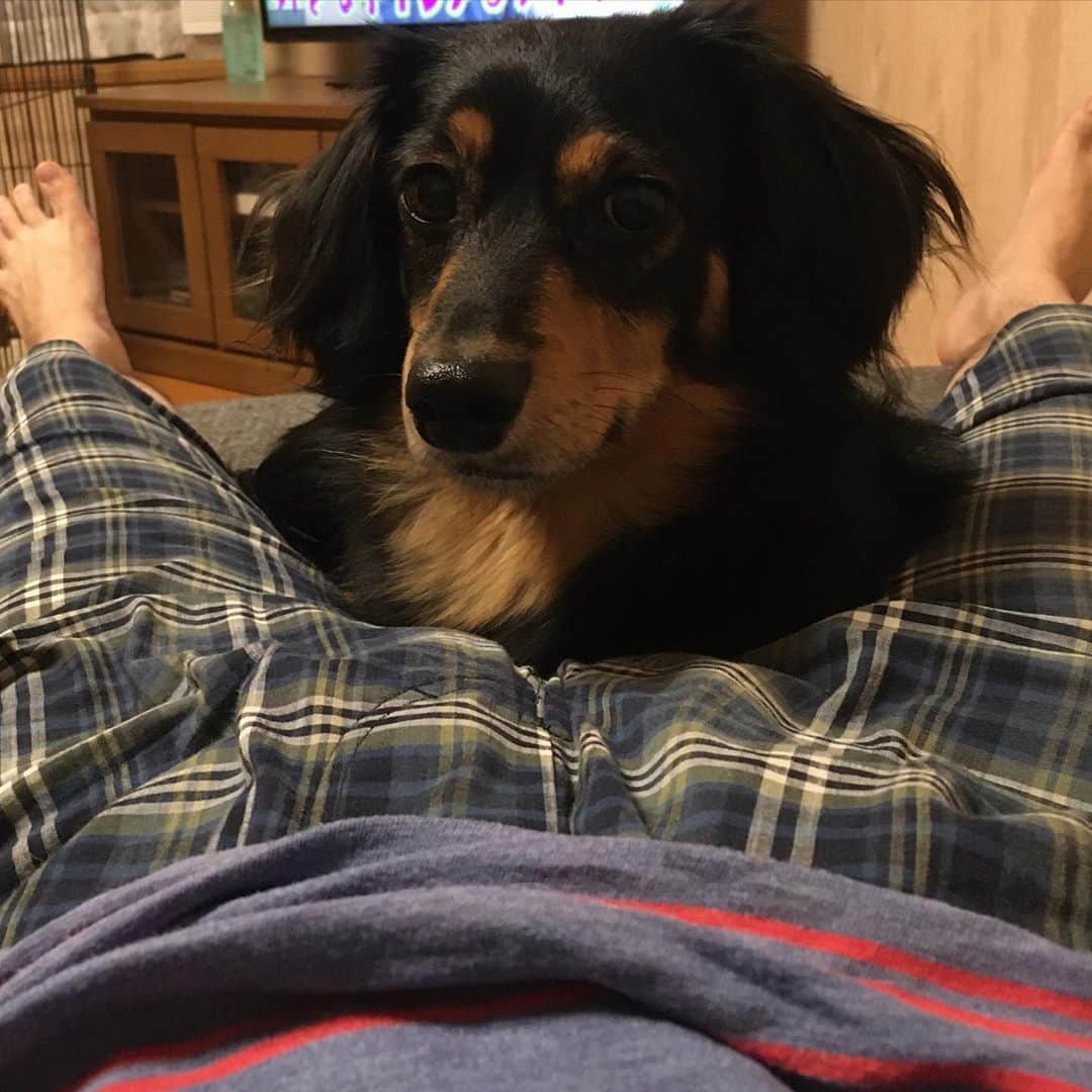 のインスタグラム：「パパの足の間が大好きなソラ君　part2🐶❤️ #ミニチュアダックスフンド　#ブラックタン　#犬　#duchshund #dog」