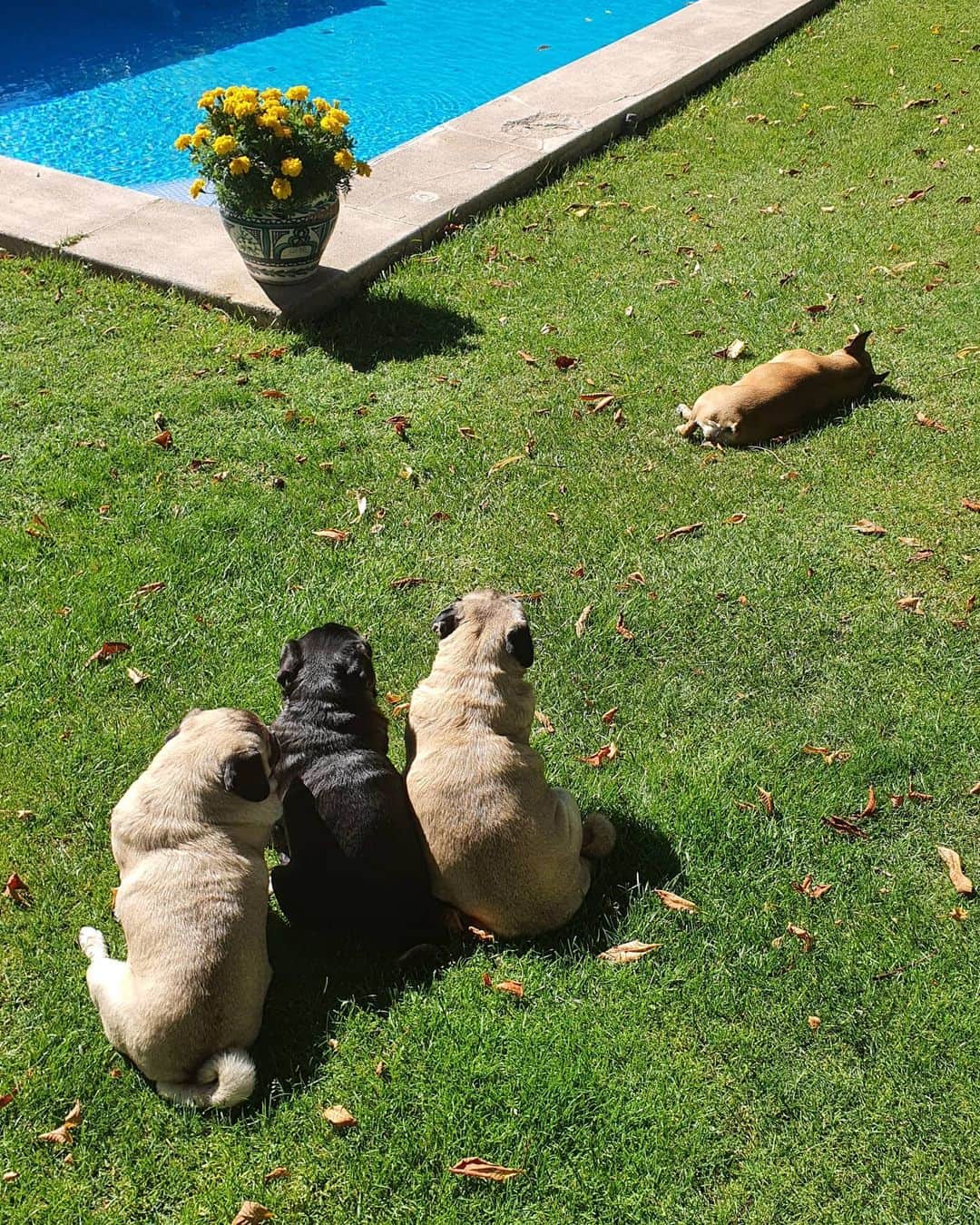 Nikitaのインスタグラム：「pug_nikita #feliz domingo」