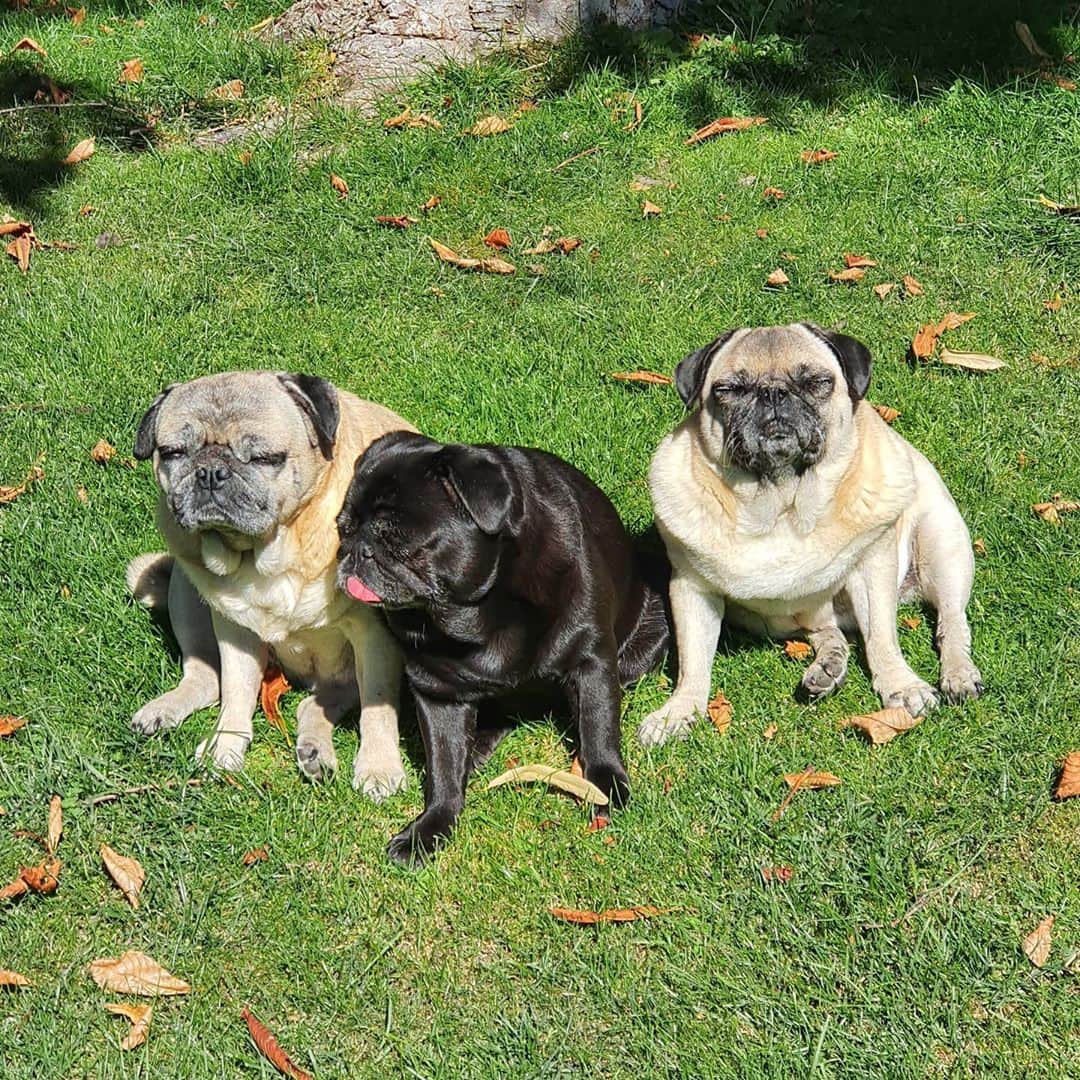 Nikitaのインスタグラム：「pug_nikita tomando el 🌞」