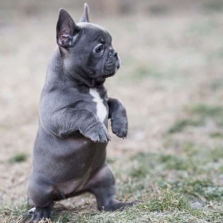 French Bulldogのインスタグラム