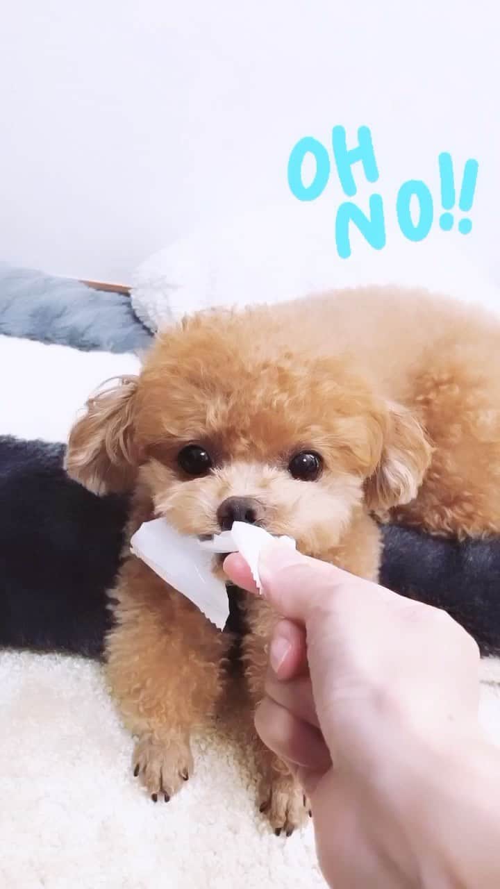 ふわのインスタグラム：「すきだよね〜〜笑  #toypoodle#toypoodlegram#dogsofinstagram#doglover#doglife#instadog#dog#fuwamama#トイプードル#ふわもこ部#犬バカ部#親バカ部#いたずら#いぬすたぐらむ#犬のいる暮らし」