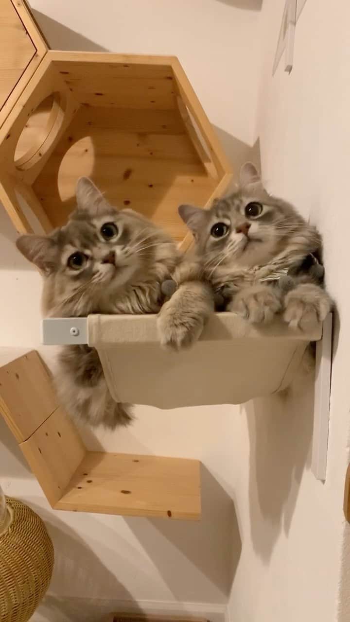 nocoaのインスタグラム：「． 🐱🐱 ． ． #ロイサラ成長記録  #nocoa動画#catvideo#猫動画 #bts」