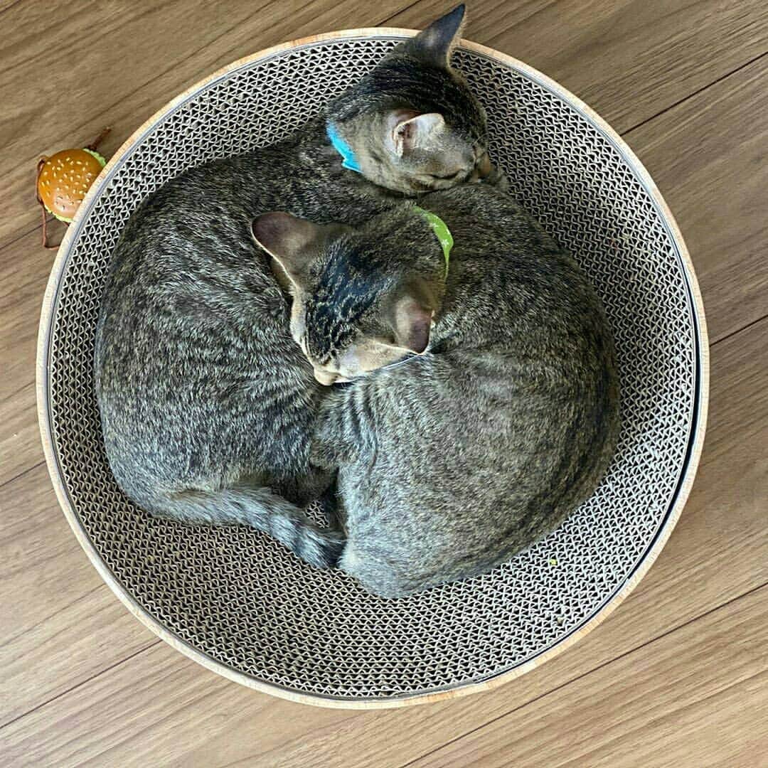 猫壱（ねこいち•ネコイチ）のインスタグラム