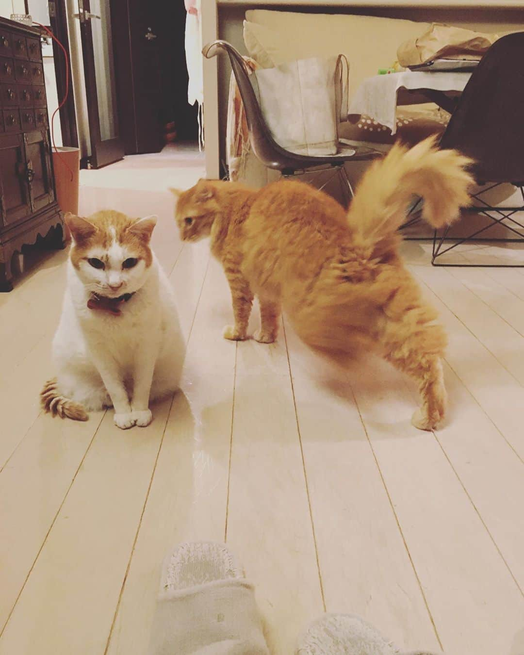 猫沢エミのインスタグラム