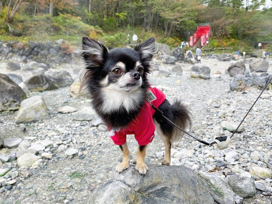 中倉隆道さんのインスタグラム写真 - (中倉隆道Instagram)「. 今日のルフト🐕♨️ . 草津温泉ぶらぶら . . 天気回復してお散歩日和だったー🐶😆 . . #草津温泉 #草津温泉湯畑 #西の河原公園 #愛犬 #チワワ #わんこ #わんこのいる生活 #中倉隆道 #柿ピー研究家 #フリーアナウンサー #愛犬家 #アニメ研究家 #わんことお出かけ」10月11日 20時46分 - ryudo.tokyo