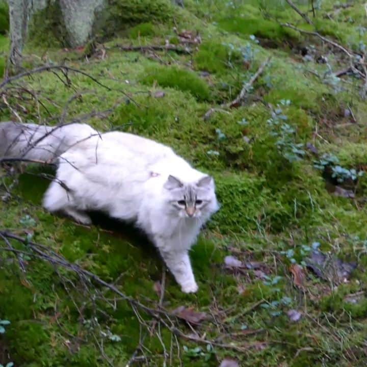 Floraのインスタグラム：「Oldie but goldie 😻#catsoﬁnstagram #summer#cat#igcutest_animals #cat_features #cutepetclub #fluffypack #katt #bestmeow  #weeklyfluff #meow #AnimalAddicts #kittycat #cat #cats #kitten #kittens #kawaii #instacat #calico #neko #october #autumn #2020 #sibiriskkatt #siberiancat」