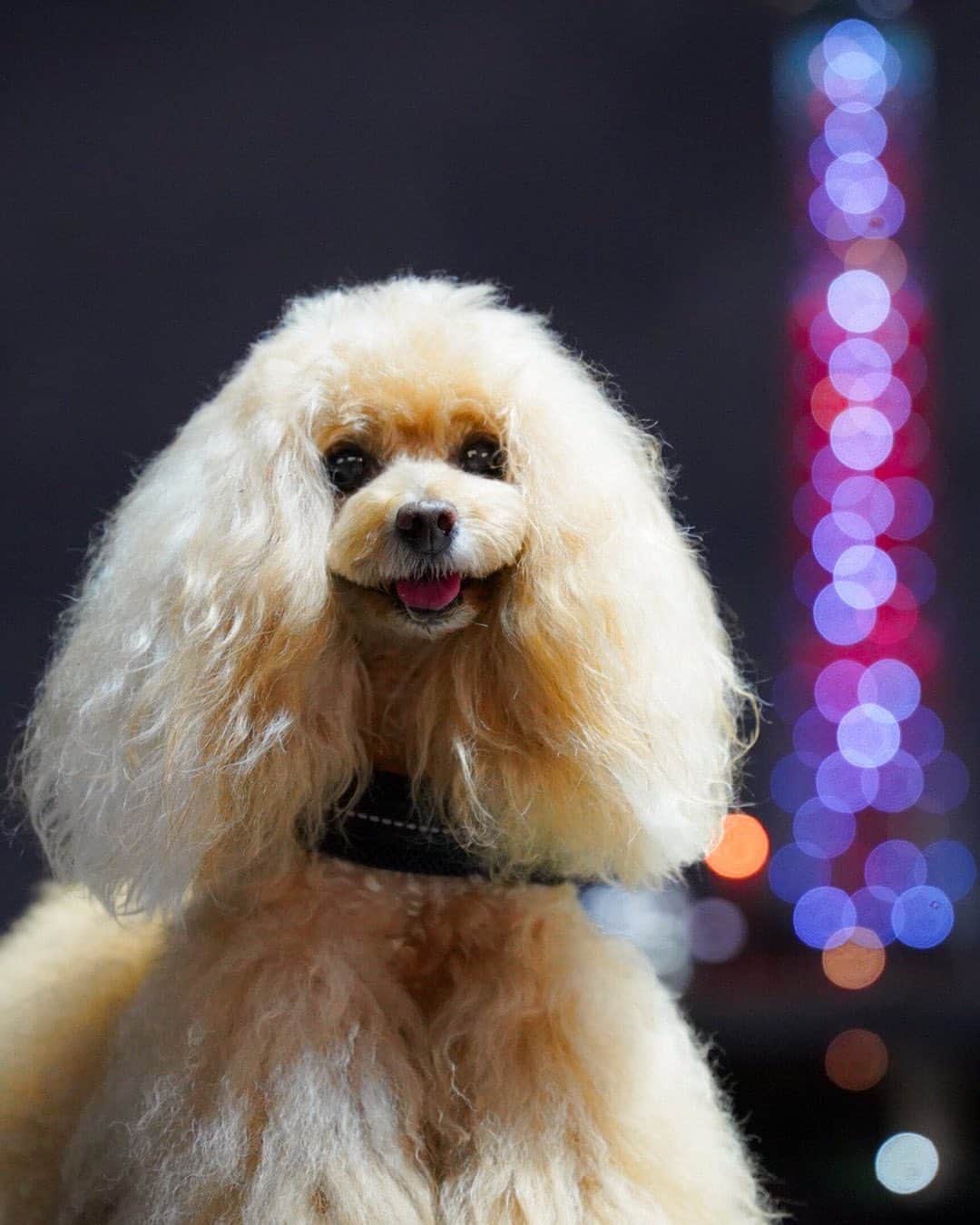 Toypoodle Mikuru?Asakusa Tokyoのインスタグラム：「20201011 Sunday. Goodnight 👋🏻 . #tokyoskytree #speciallighting #鬼滅の刃 #sigma2470mmf28art  . 今夜は鬼滅の刃のスペシャルライティングということで、初めてNew lensちゃんで夜景試し撮りしました。 スカイツリーの玉ボケがレモン型にならずまん丸😍 おぉ、、それだけで満足😂 ぶっちゃけ、みくるの背景が言われなければスカイツリーだとは分かりませんが、今回は玉ボケ具合を試してみたかったんです📸 重いけど頑張ってレンズに慣れよう💪🏻 . . . 🌟下記スカイツリーサイトより転記です。 煉獄杏寿郎の呼吸や刀の「炎（ほのお）」とLiSAさんが歌う主題歌「炎（ほむら）」をイメージした特別ライティングを点灯します。 ※煉獄杏寿郎の「煉」の文字は「火」偏に「東」です。」