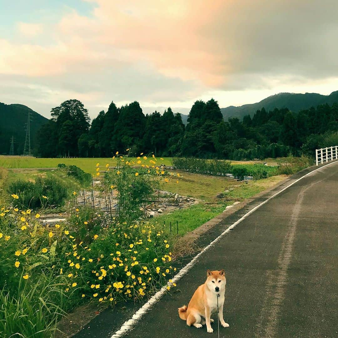 Hanamichi ＆ ℕㆁℜ〡ｋㆁ♡さんのインスタグラム写真 - (Hanamichi ＆ ℕㆁℜ〡ｋㆁ♡Instagram)「・ ・ 🌸コスモスマイル🌸 ・ ・ #一笑懸命  #明日も笑顔で  #スマホ忘れても笑顔忘れるな #柴犬 #しばいぬ #子犬 #わんこ #dog #shiba #puppy #love #秋桜 #ザ日本犬 #autmn  #shibastagram #shibamania #instashiba #shibalovers ・」10月11日 20時58分 - nyoriri