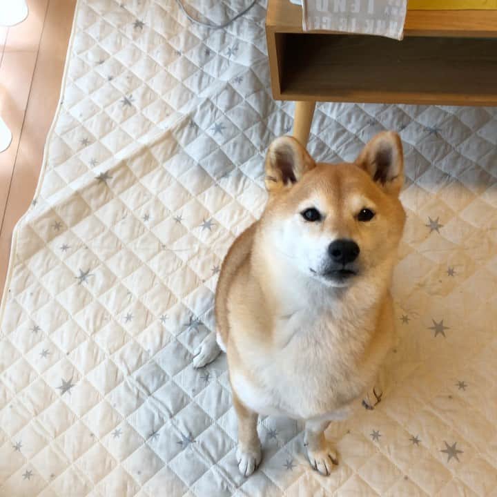 マロたんのインスタグラム：「はぁい(小声) いつかしゃべると思う #shiba #shibainu」