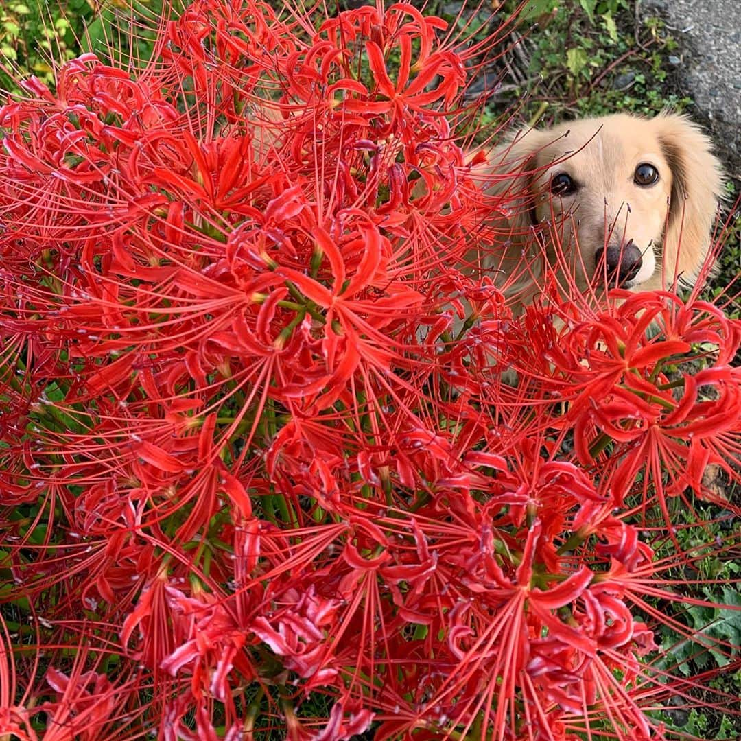 ハッチ＆ニコのインスタグラム：「#曼珠沙華　#amaryllis #カメラ嫌い同好会 #pecoいぬ部 #犬の生活が第一 #癒しわんこ #dachshund #犬バカ部 #短足部 #ふわもこ部 #tokyocameraclub #東京カメラ部」