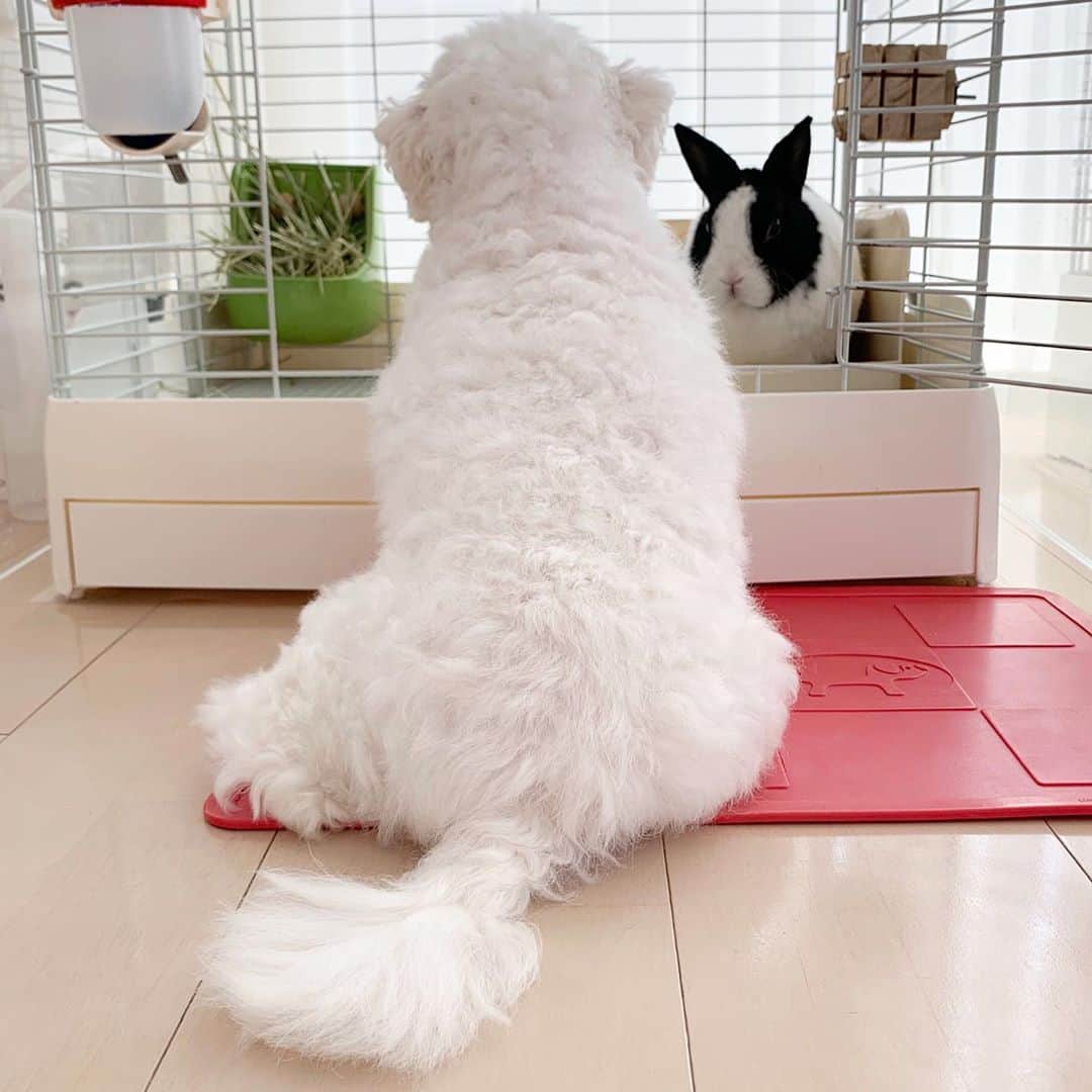セロリのインスタグラム：「【秋の談合】 議題・・・「今年の秋の味覚について」 #maltese #マルチーズ #アレルギー #うさぎ #rabbit #すみっコぐらし #奥さんにプレゼント」