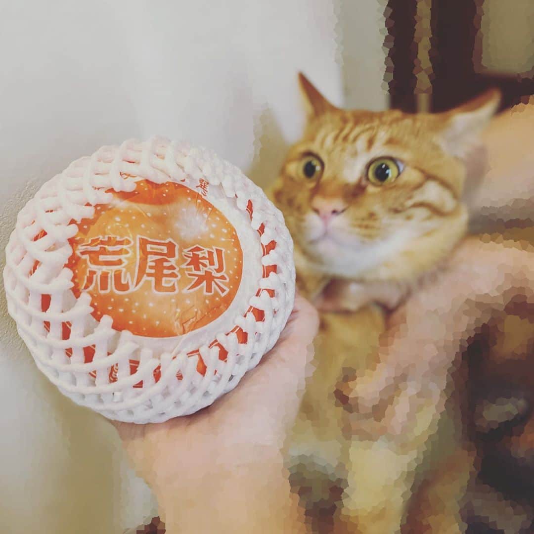 佐野優子のインスタグラム：「. おっきな甘〜い梨を頂きました😊 . . ムギもビックリ🙀 . #梨 #荒尾梨 #ちゃとら男子部  #ちゃとら  #ねこ」