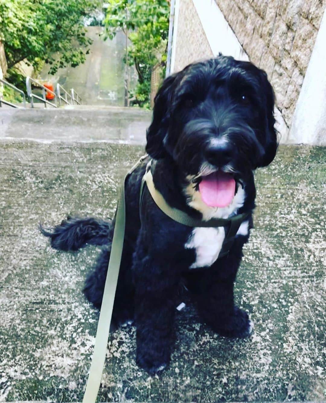 余文樂のインスタグラム：「Miss my boy  #Rocco」