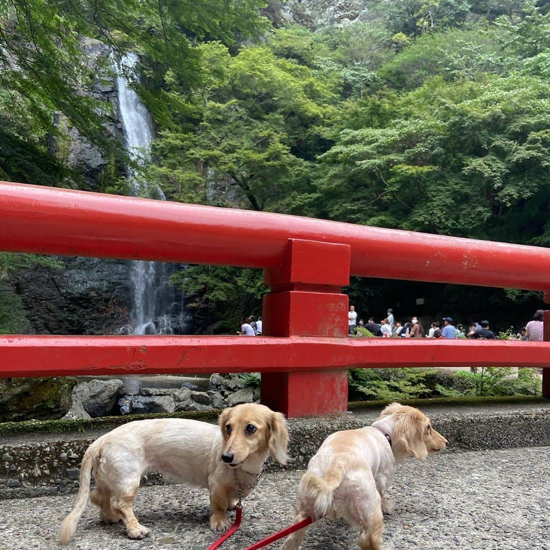 鈴木絢子さんのインスタグラム写真 - (鈴木絢子Instagram)「・ ・ 【大阪パワースポット⛩】 #日本最古の修行場 #日本最古の弁財天 #宝くじ発祥の地 ・ 軽い犬の散歩のつもりで来たら、 と色々凄かった箕面公園＆瀧安寺 🐶🐶 ・ まずは車中で猿を目撃🐒 箕面大滝へは修行のような急勾配。 犬抱っこで階段を登って、、参拝へ。 最終的には森林浴で癒されました🤗 ・ ちなみに宝くじ発祥の地だけあり、瀧安寺のご利益は👉 財運、金運、芸事 などなど🙏 ・ こちらの名物が#紅葉の天ぷら なのだとか...🍁 今年の秋冬は寒暖差が大きくなるようで、紅葉にも期待。 シーズンにまた来たいです😊✨ ・ ・ ・ #箕面公園 #箕面大滝 #瀧安寺 #日本最古 #富くじ #箕面富 #箕面山 #猿 #犬の散歩 #関西犬散歩 #関西のパワースポット #大阪パワースポット #運気アップ #商売繁盛 #財運アップ #金運アップ #滝 #パワースポット #朝の散歩 #紅葉スポット #親子犬 #犬バカ部 #ストレートヘア #jinjya #⛩ #🐶🐶」10月11日 12時27分 - ayako_suzuki810