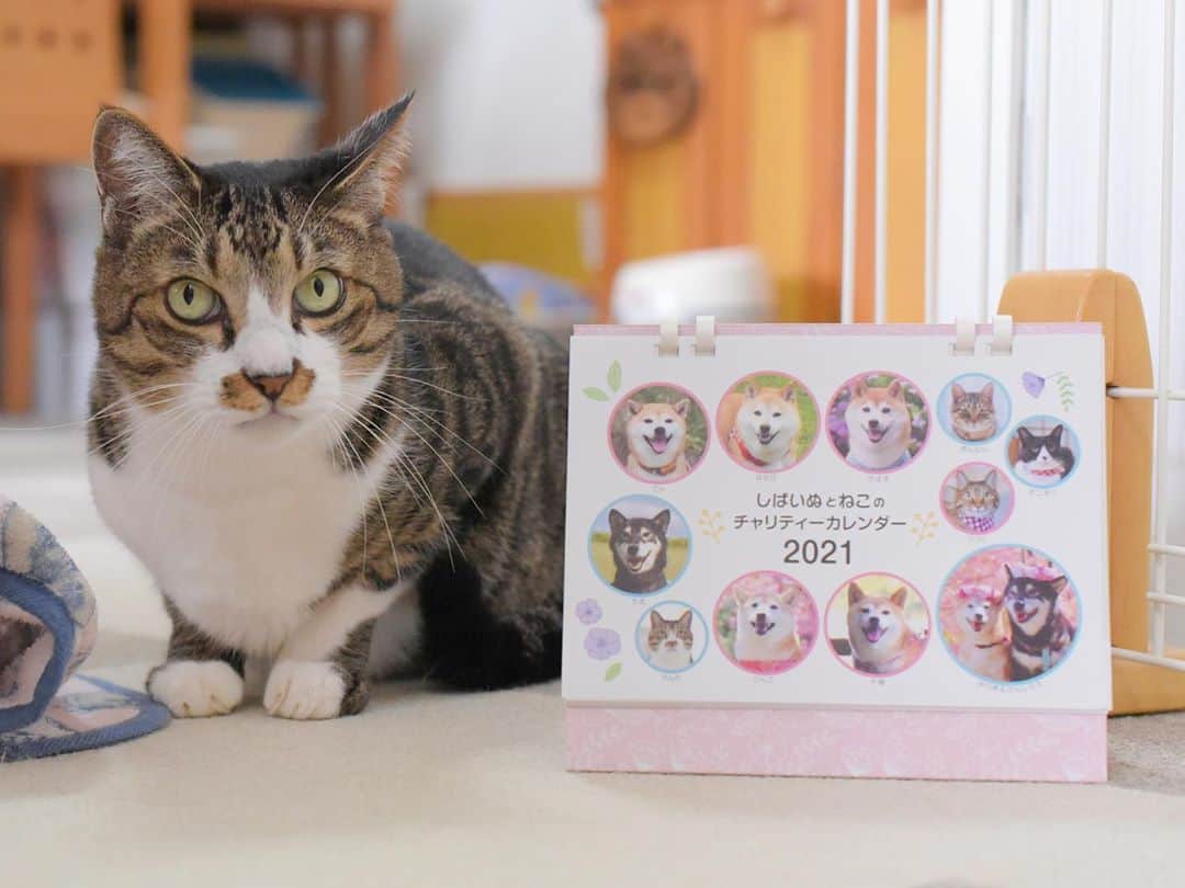 のインスタグラム：「#しばいぬとねこのチャリティーカレンダー2021 は、ネット販売分の在庫が200冊を切りました。今回は増刷の予定はありませんのでお早めにお申し込みくださいませ。 ・ ご注文についての詳細はプロフィールページのリンクをご覧ください🐕🐈💓 #しばいぬとねこのチャリティーカレンダー」