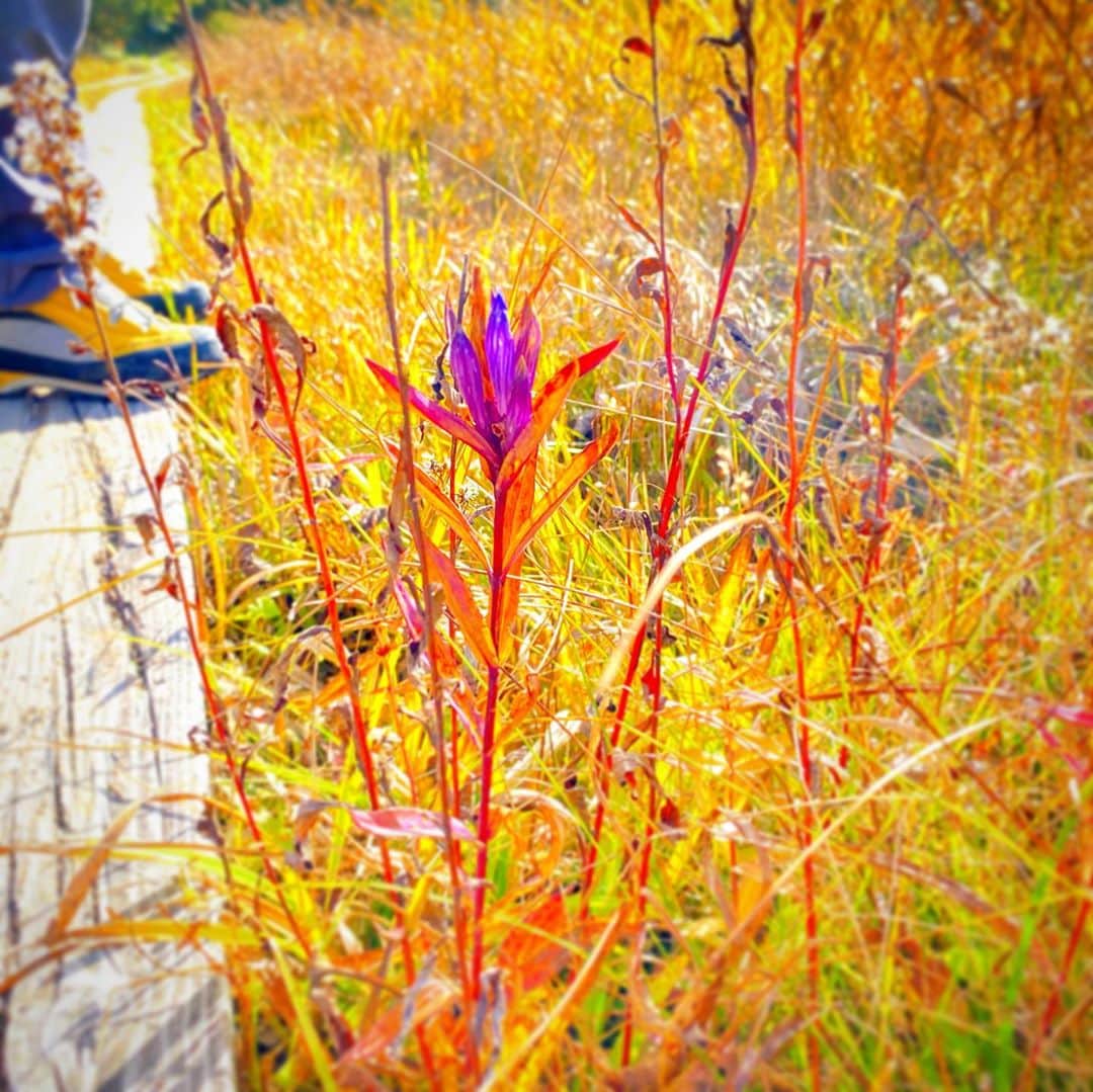 小原宏貴さんのインスタグラム写真 - (小原宏貴Instagram)「木道脇の楚々とした竜胆。 立姿が美しい。 名残惜しそうにひっそり咲いていたのはヤマトリカブト。  #尾瀬 #竜胆 #gentian #Gentianascabra #monkshood #Aconitum」10月11日 13時05分 - ohararyu_ohara.hiroki