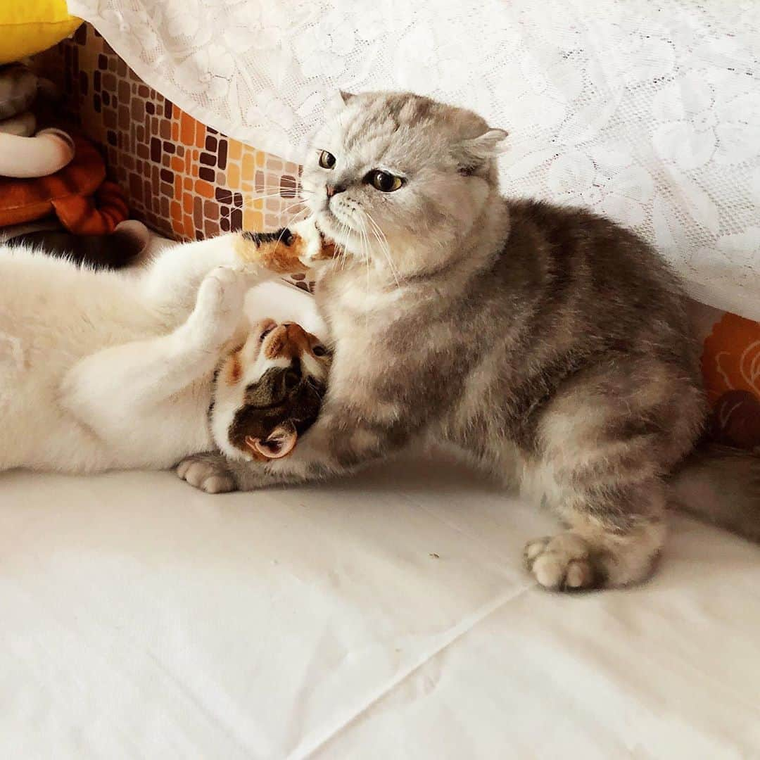 ルフさんのインスタグラム写真 - (ルフInstagram)「#Fold:”My owner hands are foods! Is it delicious? let me smell it...oh not good,I back to eat my crab 🦀 legs and play with my sister,it’s my happiness life ~” - - #cat #cute #burger #angel #familylove #adorable」10月11日 13時12分 - lanlan731