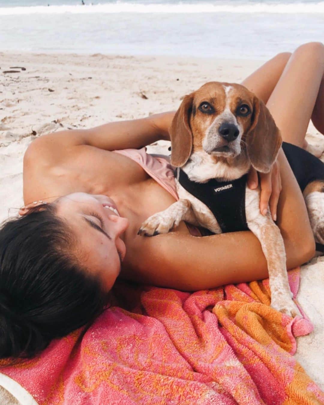マヤ アリーナのインスタグラム：「I know Chai looks worried but I promise she had a great day at the beach 🐶チャイちゃんいつも不安な顔している😅でも今日はビーチでボール遊びして、穴掘って、昼寝して、楽しい一日を過ごしたよ🥰 . . . #chaibaby #bluetickbeagle」