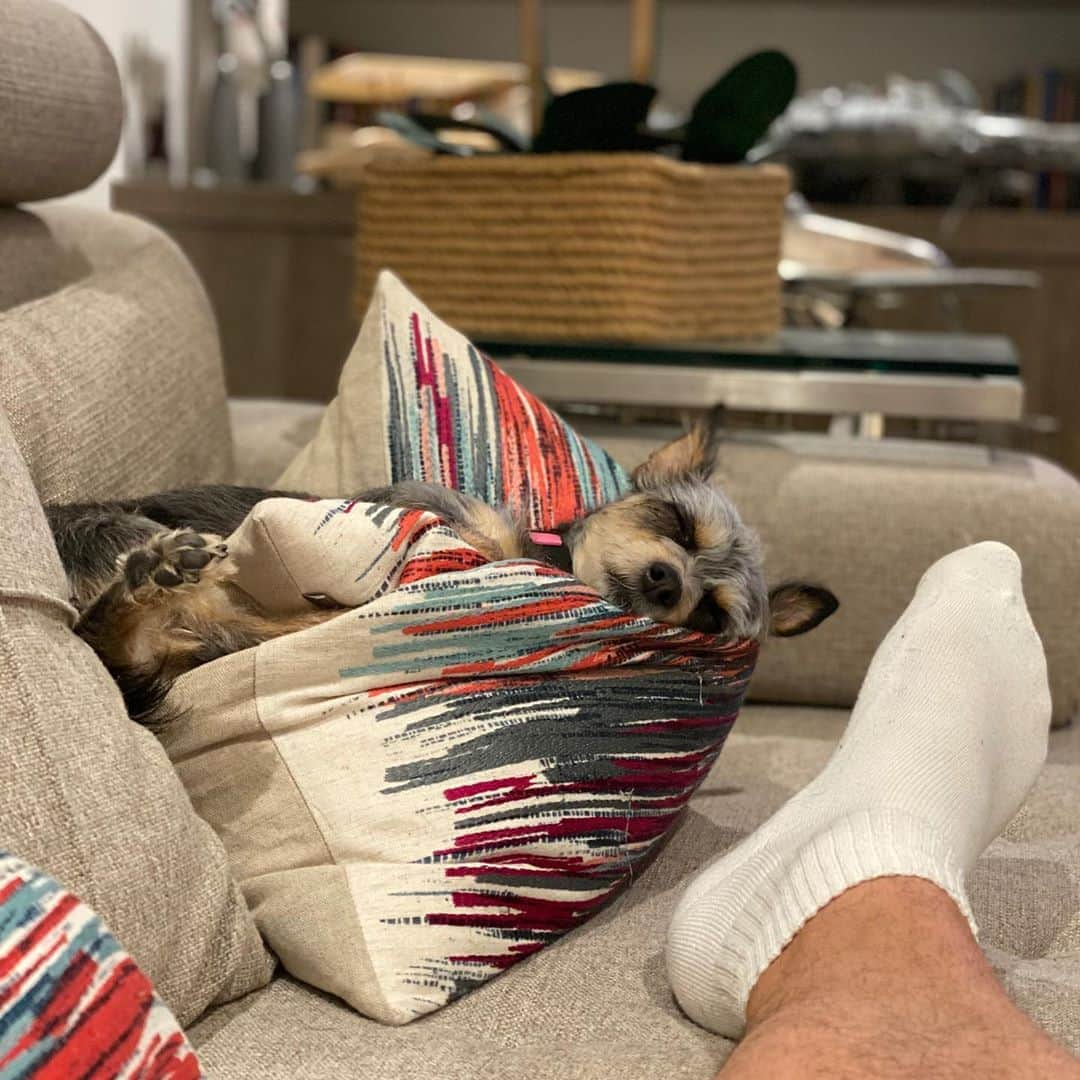 ジョン・バロウマンさんのインスタグラム写真 - (ジョン・バロウマンInstagram)「Dixie’s favorite pillow, apparently the most comfortable on the sofa. Jb」10月11日 13時56分 - johnscotbarrowman