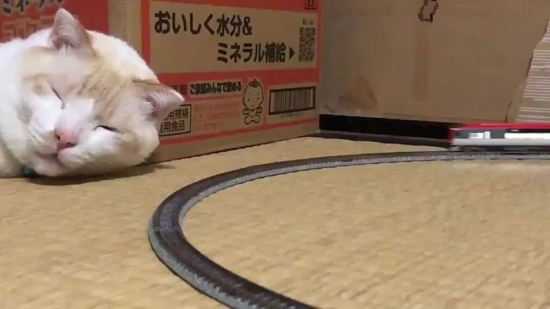Aww Clubのインスタグラム
