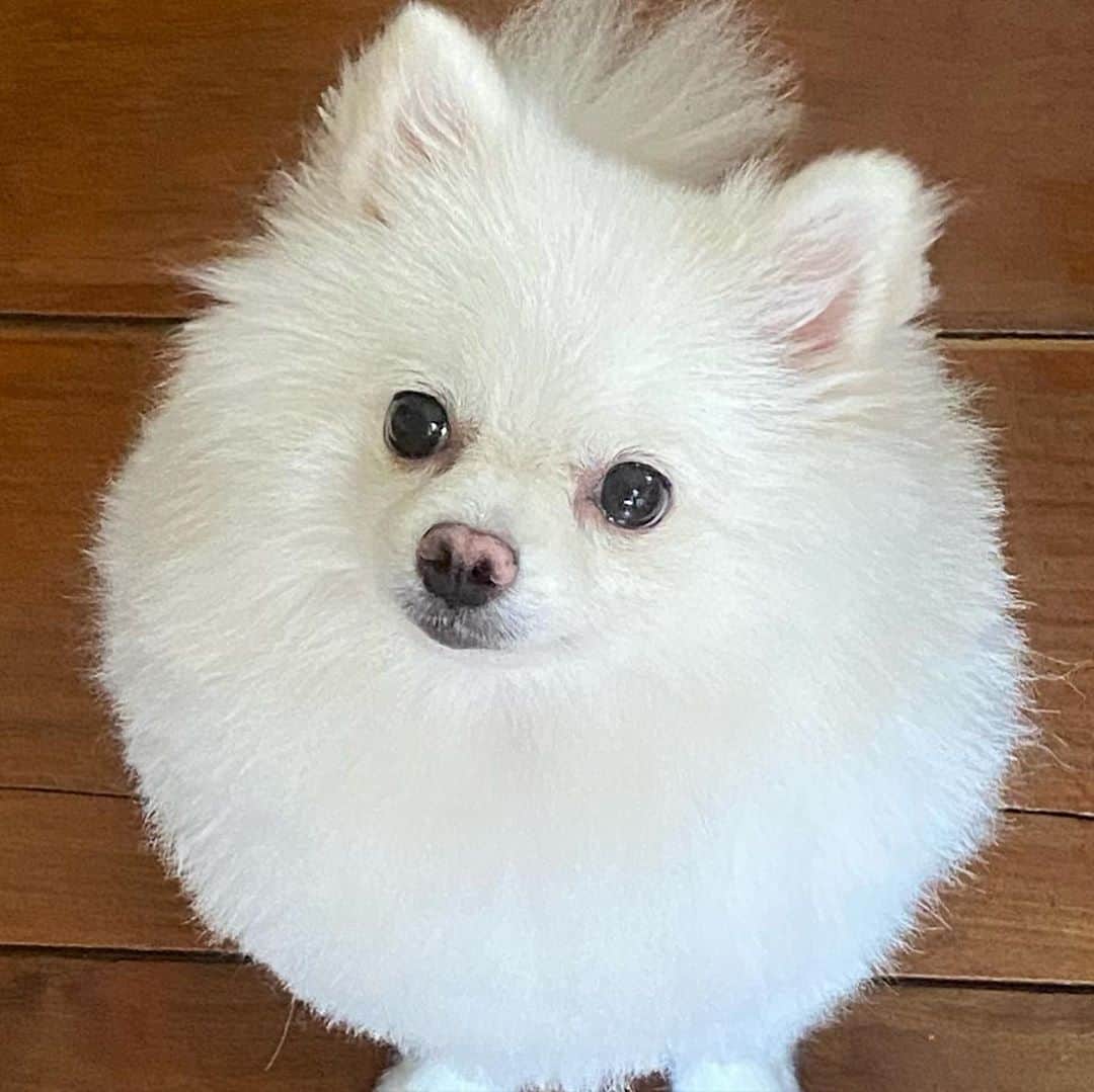 JEWELさんのインスタグラム写真 - (JEWELInstagram)「Pancake got a haircut from mommy she was going for round chic pom but I don’t know what happened.🤣🤣🤣 I suggested to pancake we should fire mom but who will feed us if we did that.🙂🐾🐶 #sorry #itwillgrowback #pomeranian #dogsofinstagram #weeklyfluff #pomeraniansofinstagram」10月11日 14時07分 - jewel0131