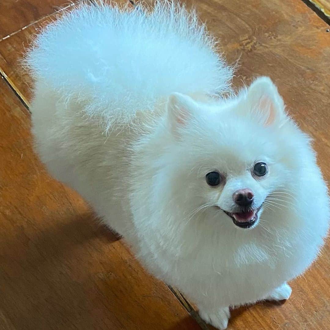 のインスタグラム：「Pancake got a haircut from mommy she was going for round chic pom but I don’t know what happened.🤣🤣🤣 I suggested to pancake we should fire mom but who will feed us if we did that.🙂🐾🐶 #sorry #itwillgrowback #pomeranian #dogsofinstagram #weeklyfluff #pomeraniansofinstagram」