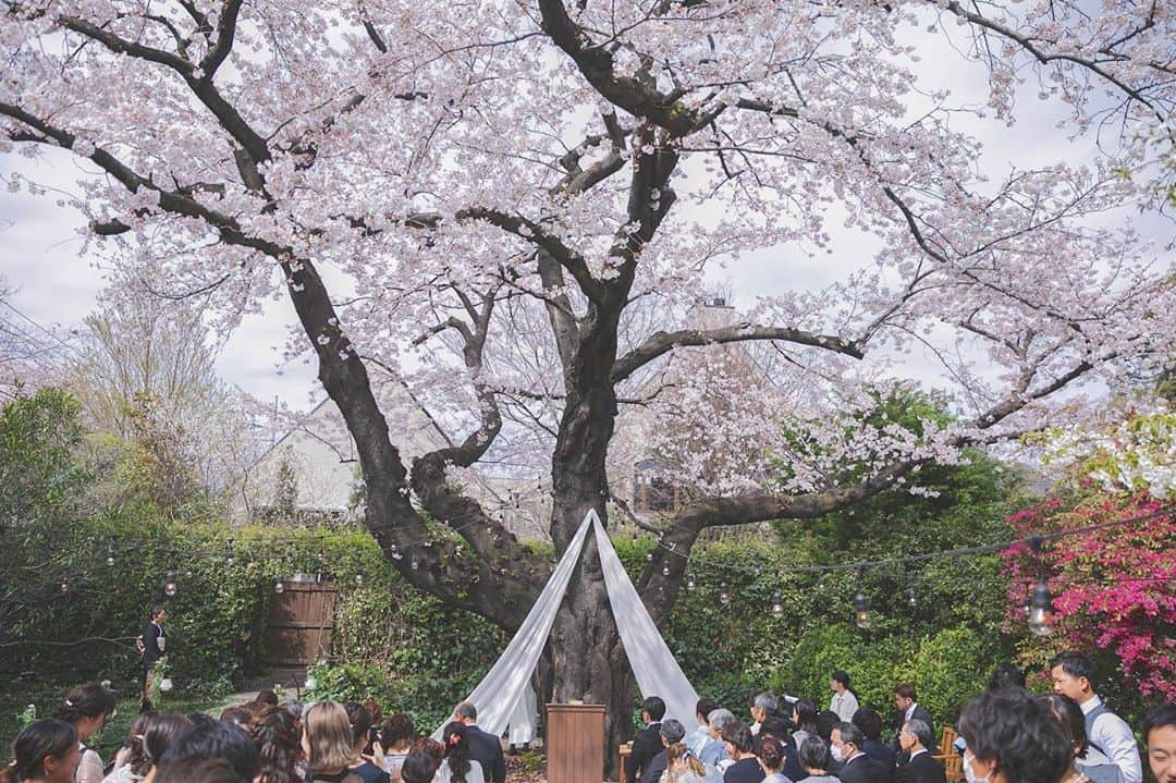 ラクラリエールさんのインスタグラム写真 - (ラクラリエールInstagram)「* 樹齢100年を超える桜の木 明治の昔　この土地を畑として お持ちでいらしたご夫婦が植えてくれました * 時代の移り変わりをずっと 見守ってきたこの桜は 今このご時世をどのように見ているのでしょう * 本日もまた　この桜の下で 1組のご夫婦が優しい時間を過ごされました どんな時代でも 人と出会い結ばれることの奇跡 ふたりの喜び　親の寂しさ これらは変わらず受け継がれ続けるのだと信じます * ここで過ごした今日の時間が みなさまにとって 忘れられないものでありますように また明日からも精一杯 お手伝いさせて頂きます*.。 * #ふたりの未来も幸せにするウエディング  #クラリプレ花嫁応援 #クラリエール#ラクラリエール   #大恋愛僕を忘れる君と #マタニティウエディング #独立型チャペル #家族挙式 #少人数結婚式 #前撮り  #結婚式準備 #2021年夏婚 #2021年春婚 #結婚式 #大宮結婚式場 #結婚しました#埼玉花嫁  #ガーデンウエディング #バージンロード #ナチュラルウエディング #ガーデンパーティー #プロポーズされました #ガーデン挙式 #プレ花嫁 #ブライダルフェア #ウエディングブーケ #入籍しました#レストランウエディング」10月11日 14時22分 - laclairiere