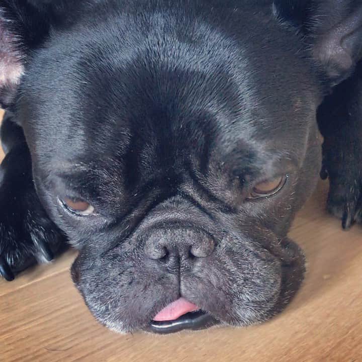 浜本広晃のインスタグラム：「寝たらええやん。。。  #フレンチブルドッグ  #frenchbulldog  #睡魔との戦い」