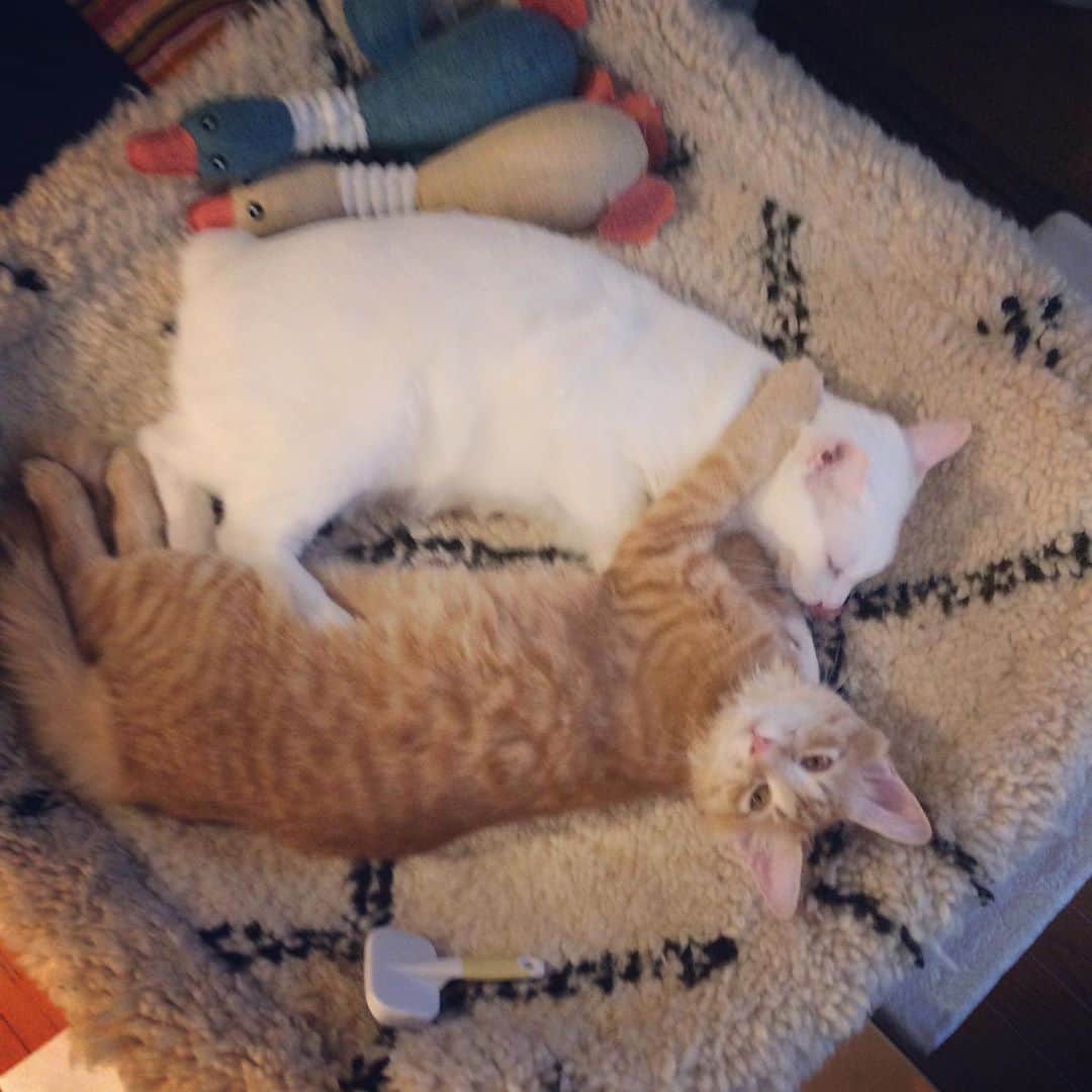 岡田屋鉄蔵のインスタグラム：「「ロ」！」