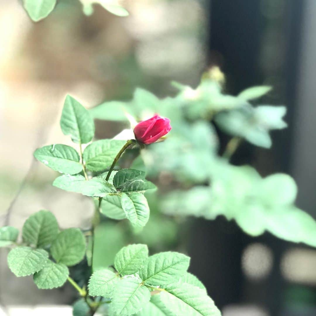 土屋眞弓のインスタグラム：「３つ目の花が咲きました🌹 小指の先ほどの小ささ 華奢な枝なのにこうして花を付けていることに感動してます❣️  思い切って庭に地植えしてみようかなと思うのですが、枯れてしまうかもしれないので不安😓  #rose」